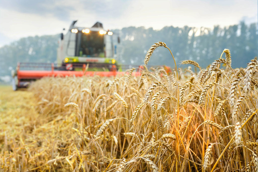 Against the backdrop of a sunny summer day and blue sky with clouds. Combine harvester harvesting ripe golden wheat on the field. The image of the agricultural industry